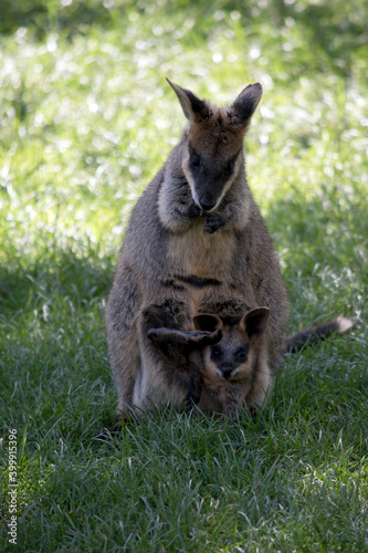 the swamp wallaby has a joey in her pouch
