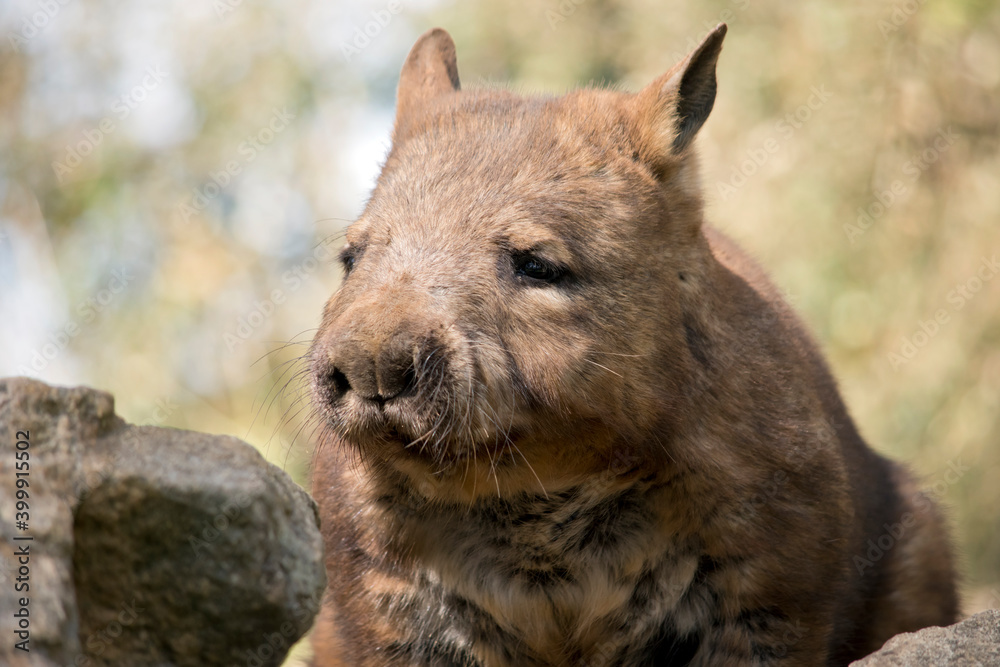 Naklejka premium the hairy nosed wombat is grey and brown with whiskers