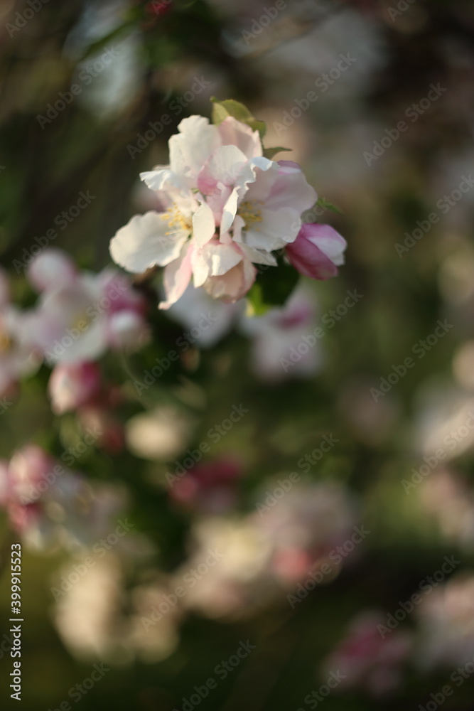 beautiful flowers on the apple tree in nature, apple blossoms in spring beautiful flowers on the apple tree in nature, apple blossoms in spring