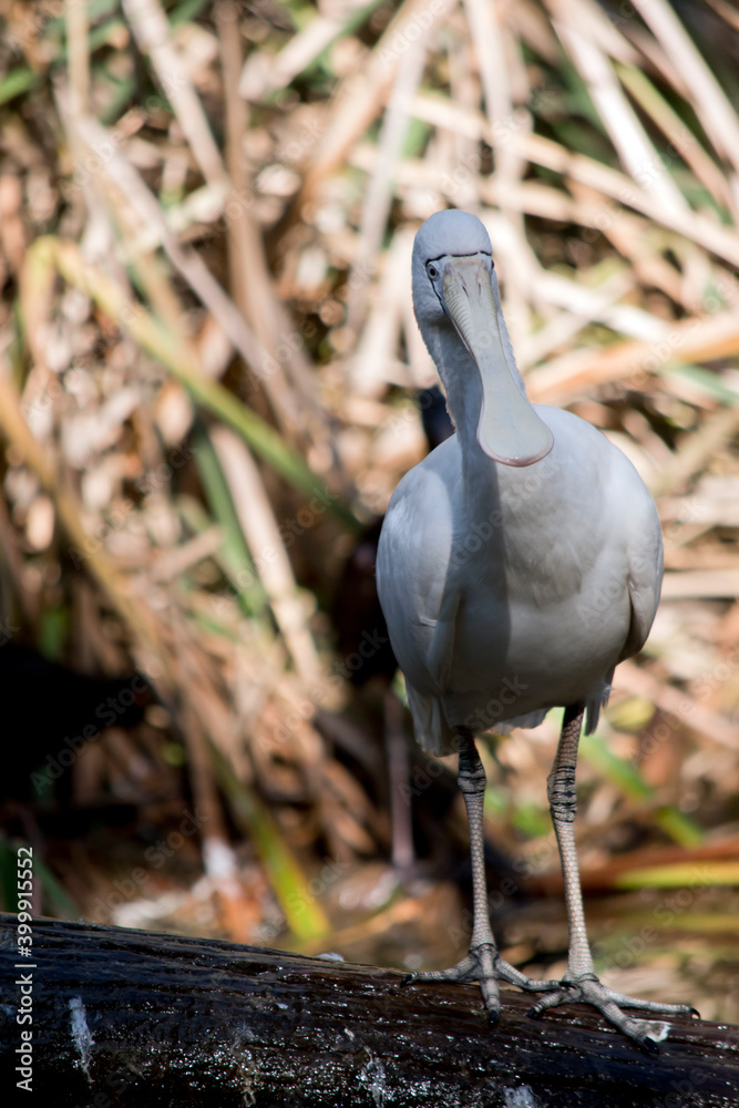 Fototapeta premium the yellow spoonbill is balanced on a log at the edge of the creek