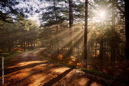 Sunrise in the forest  sun rays penetrating the trees