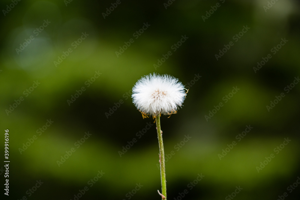 Dandelion in front of a blurry background Dandelion in front of a blurry background