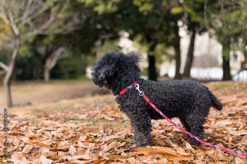 冬の公園で遊んでいる可愛いプードルの犬の姿