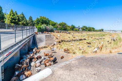 Sheep under the bridge photo