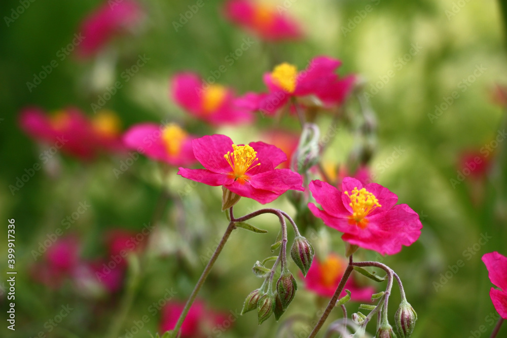 Beginning of summer.In a decorative garden the helianthemum bush blossoms in pink flowers with yellow stamens.