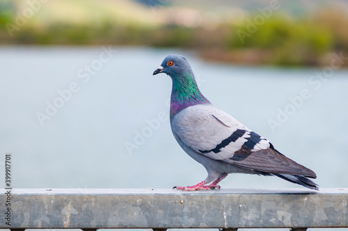 pigeon © Feng