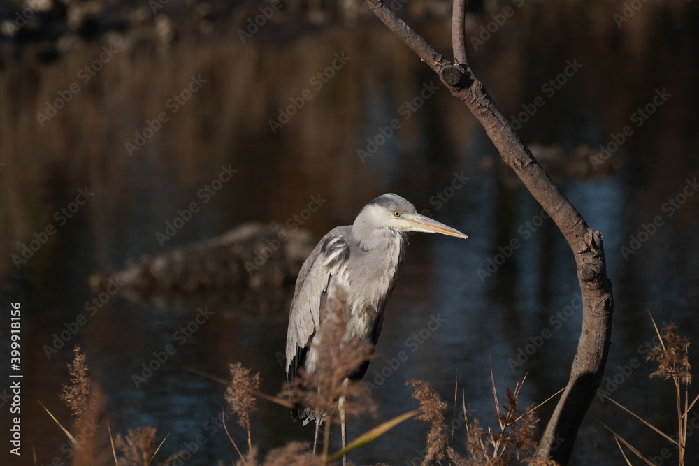 gray heron in the forest