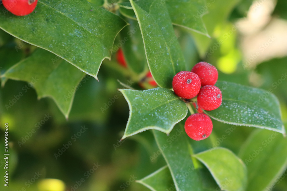 Close-up of frost on holly bush with red ripe berries in the garden Close-up of frost on holly bush with red ripe berries in the garden