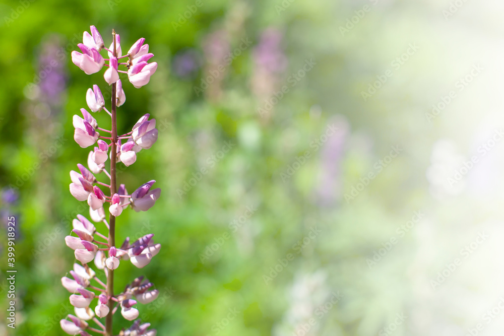 Lupine flower on green blurred background. Close-up Lupine flower on green blurred background. Close-up