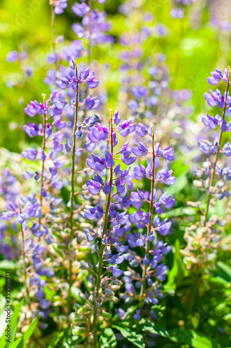 Bright lupine flowers at sunny summer day