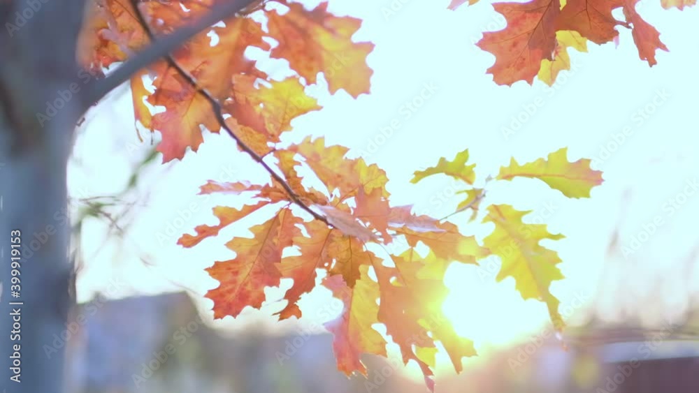 Oak branch with orange leaves in the forest in autumn. Nature background cold season. close up view. Slow motion footage. Shot video. Oak branch with orange leaves in the forest in autumn. Nature background cold season. close up view. Slow motion footage. Shot video.
