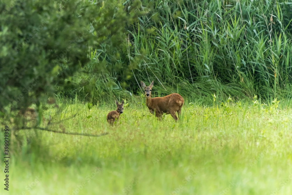 Roe deer with a fawn in a meadow Roe deer with a fawn in a meadow