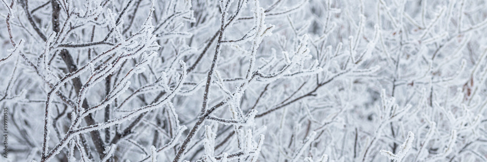 Obraz premium Snow and rime ice on the branches of bushes. Beautiful winter background with trees covered with hoarfrost. Plants in the park are covered with hoar frost. Cold snowy weather. Cool frosting texture.