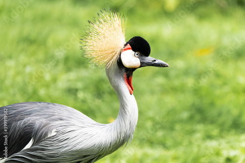 Closeup of a crowned crane in a meadow