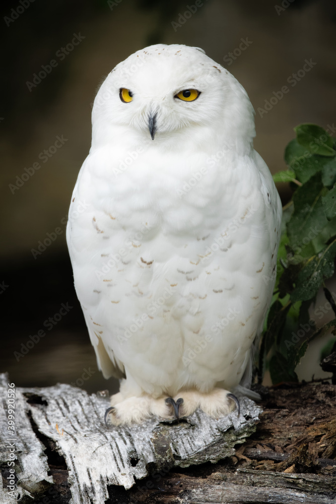 Fototapeta premium Snowy owl sitting on a log