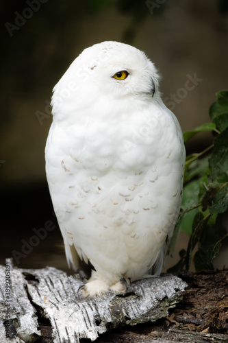 Snowy owl sitting on a log