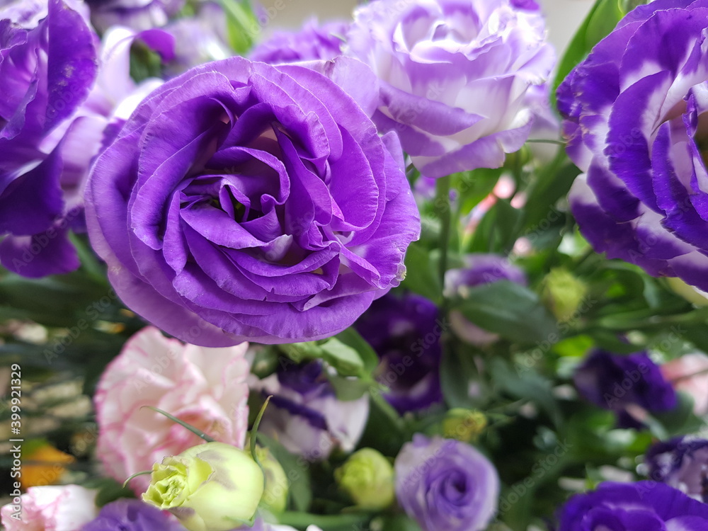 purple rose