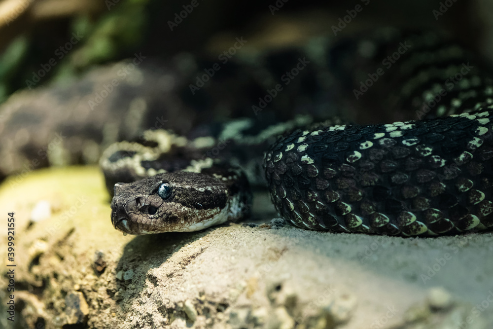Closeup of a black rattlesnake Closeup of a black rattlesnake
