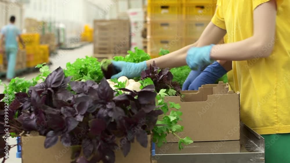 Closeup view of workers packing organic vegetables at company warehouse indoors spbd. Man and woman putting tomatoes, eggplants, cucumbers, herbs in boxes while standing at modern storehouse. Two
