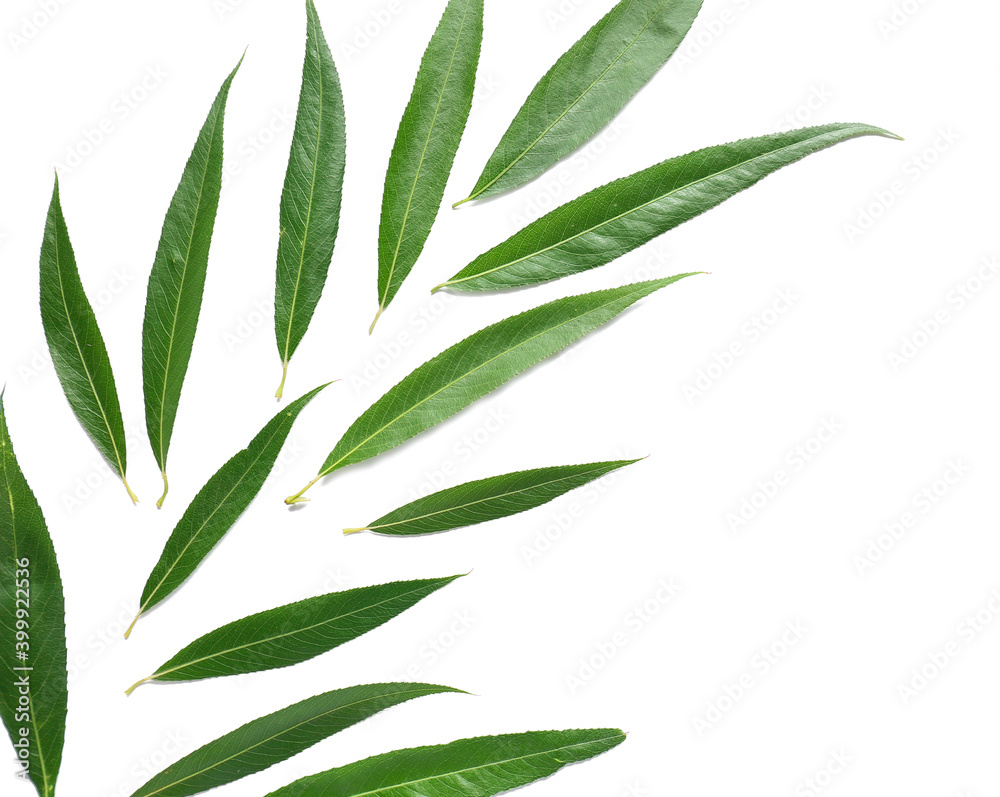 Obraz premium Fresh green leaves on white background