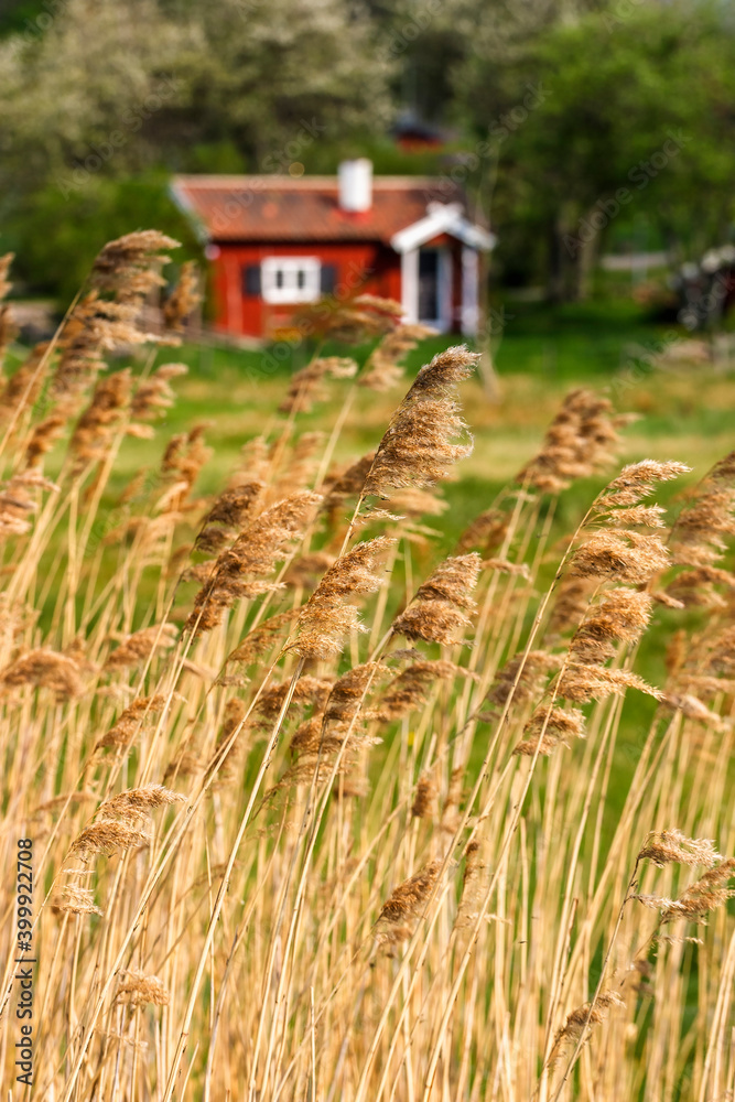 Obraz premium Idyllic red cottage with reeds in the foreground