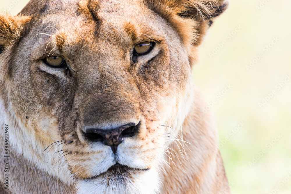 Lion looking into the camera