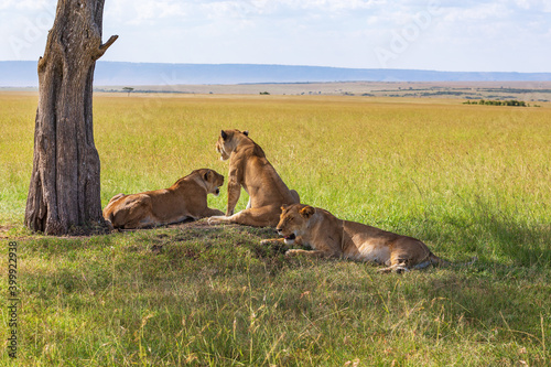 Savanna grassland with Lions resting in the shade