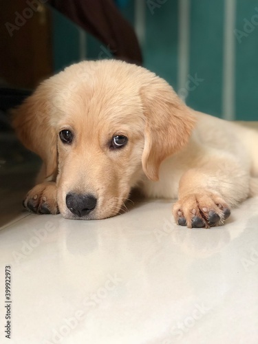 golden retriever puppy portrait © Bhavanam