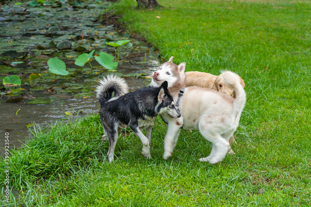 Fat alaskan malamute and husky dog playing near the lake Fat alaskan malamute and husky dog playing near the lake