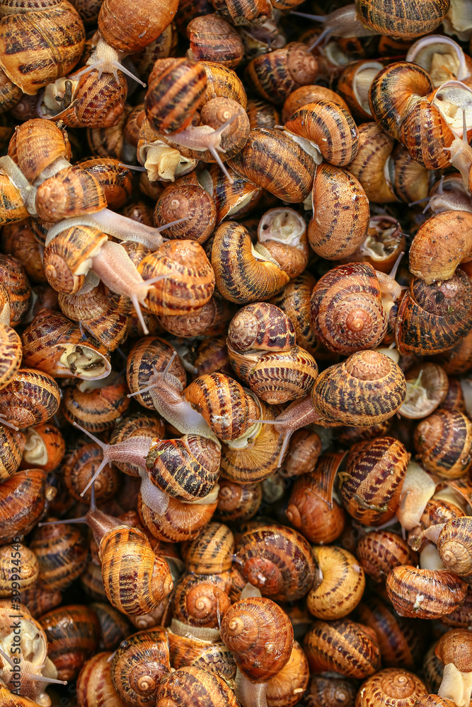 Many snails as background, top view Many snails as background, top view