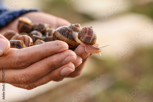 Worker at snail farm, closeup