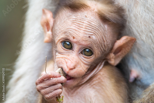 Baby monkey photo