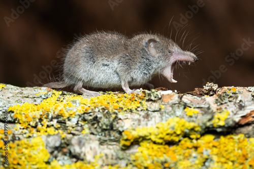 Greater white toothed shrew