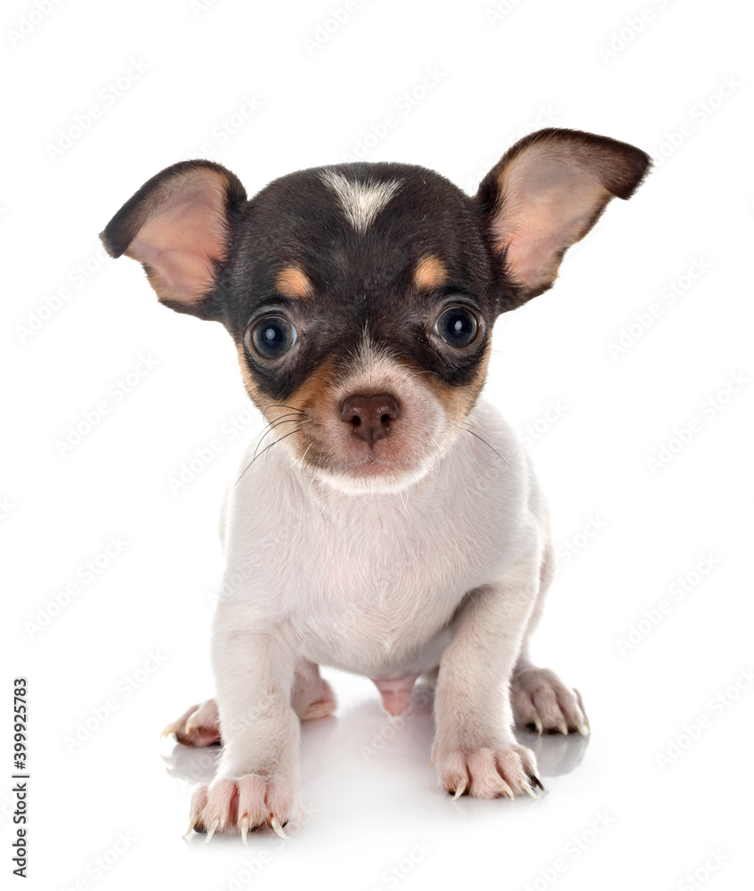 chihuahua in studio chihuahua in studio