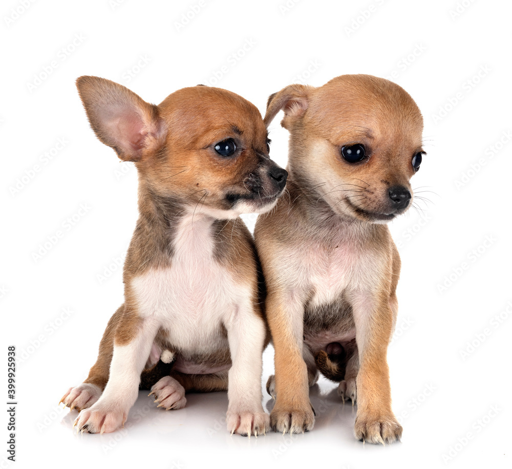 Obraz premium chihuahuas in studio