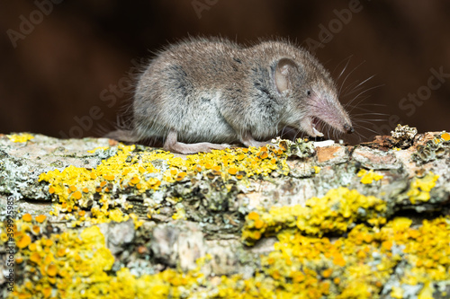 Greater white toothed shrew