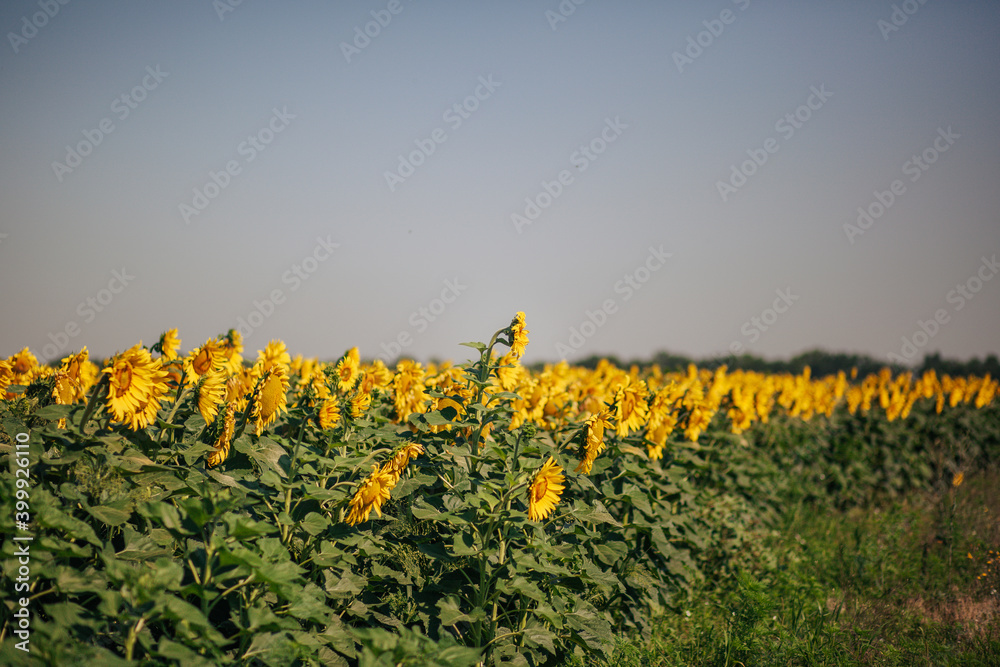 Obraz premium Sunflower blossoming field in summer