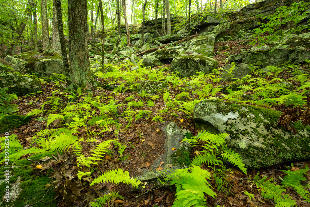 Rich woods in a ravine at Case Mountain, Manchester, Connecticut. Rich woods in a ravine at Case Mountain, Manchester, Connecticut.