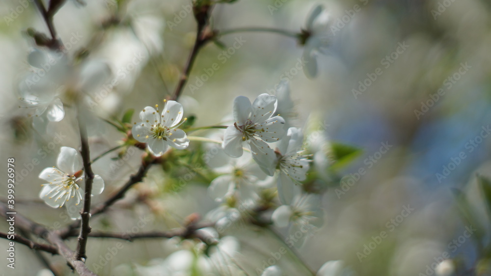 White cherry flowers on soft light blurred background White cherry flowers on soft light blurred background