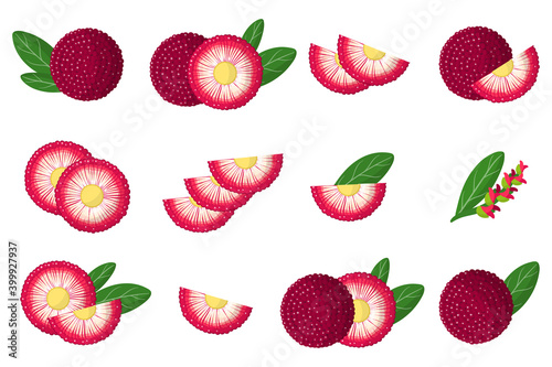 Set of illustrations with Bayberry exotic fruits, flowers and leaves isolated on a white background. photo