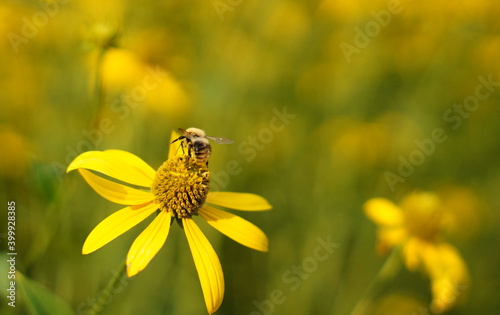 bumblebee collects pollen from a flower with blurred background