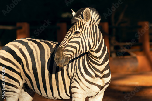 Beautiful Images of African zebra in the national park. Namibia  Africa