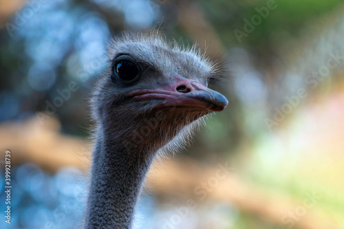 Close up of African Ostrich bird head on the blur background.