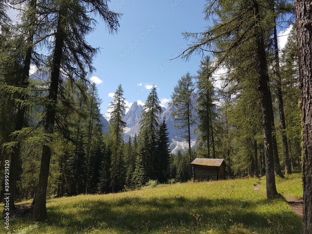 Lärchenwald in den Dolomiten Lärchenwald in den Dolomiten