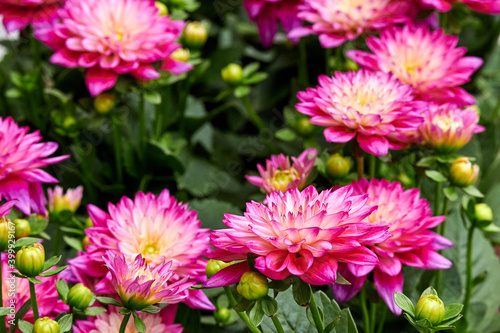 Beautiful flowers of Chinese Aster.