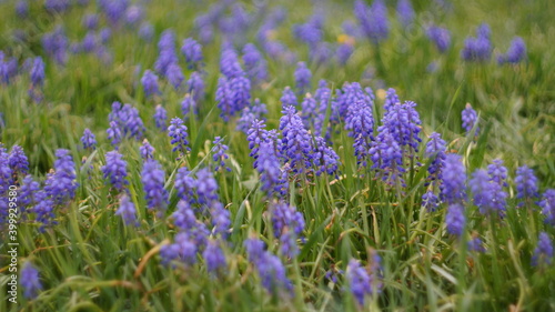 Glade of blue muscari flowers