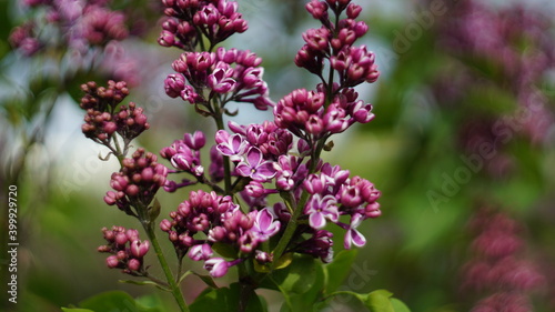 Purple lilac flowers with blurred background