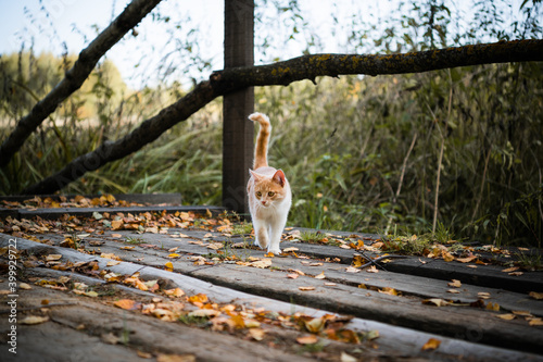 Cute kitten first went for a walk in the forest, playing with leaves on a wooden bridge.