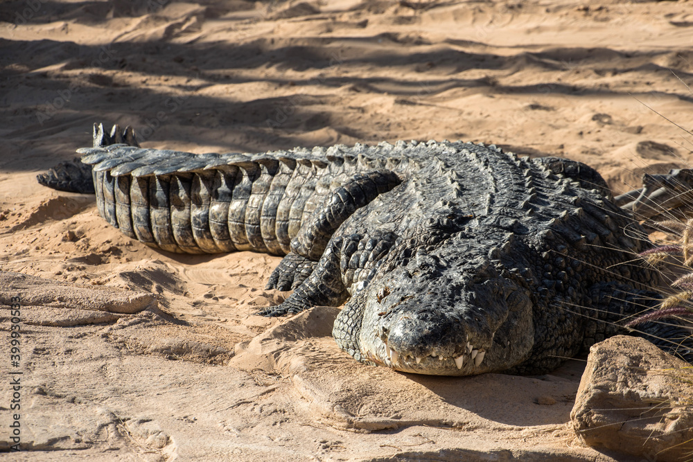 Fototapeta premium crocodile on the beach