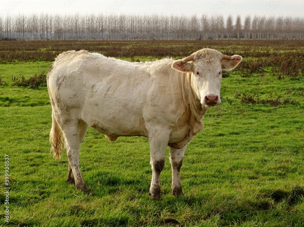 Jolie vache Charolaise dans un champ.